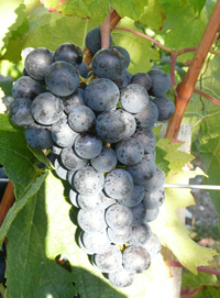 grappe-merlot-imagette