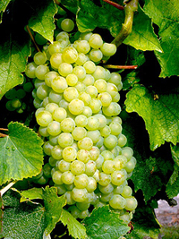 imagette-grappe-colombard-verti