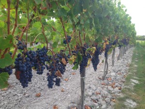 Vendanges 2014