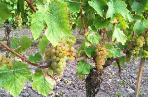 Hauts de Talmont Vendanges 2016