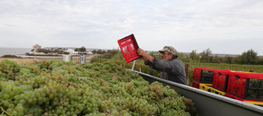 Vendanges 2010 à Talmont