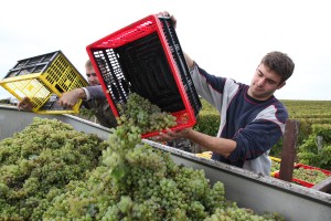 Vendanges 2012 à Talmont